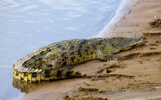 Large alligator sand water edge free wallpaper for desktop - medium preview image