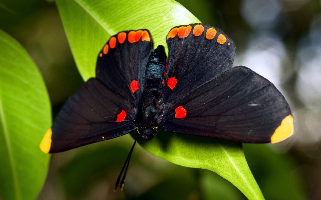 Black butterfly orange spots green free wallpaper for desktop - medium preview image