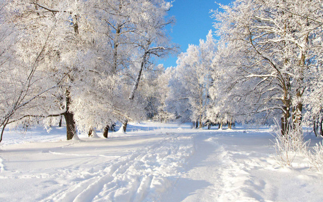 Snowy path forest trees blue free wallpaper for desktop - medium preview image