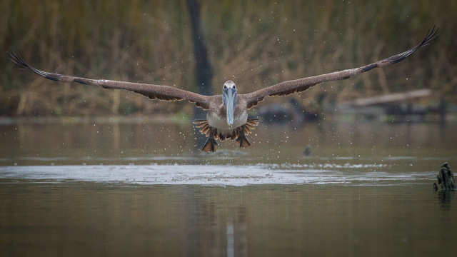 Bird landing water night sky free wallpaper for desktop - medium preview image