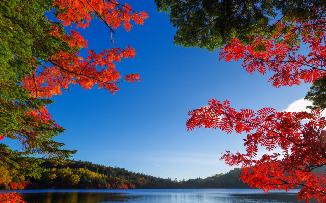 Lake trees autumn leaves blue free wallpaper for desktop - medium preview image