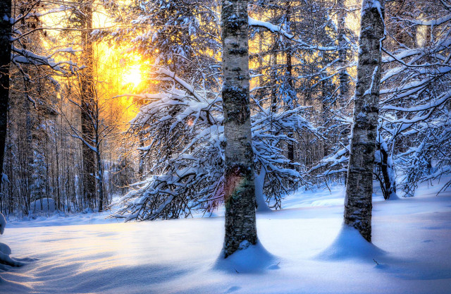 Snowy forest trees sunshine winter free wallpaper for desktop - medium preview image