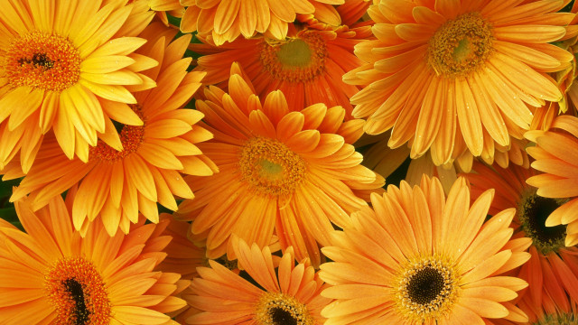 Orange flower closeup yellow centers free wallpaper for desktop - medium preview image