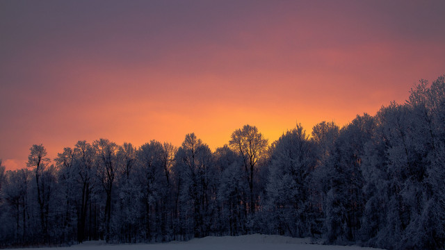Sunset trees snow field winter free wallpaper for desktop - medium preview image