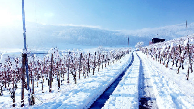 Snowy road trees building winter free wallpaper for desktop - medium preview image
