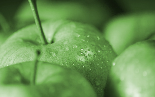 Green apple water droplets blurry free wallpaper for desktop - medium preview image