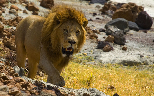 Lion rocky hillside grass water free wallpaper for desktop - medium preview image