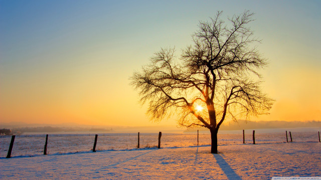 Tree snow sunset fence field free wallpaper for desktop - medium preview image