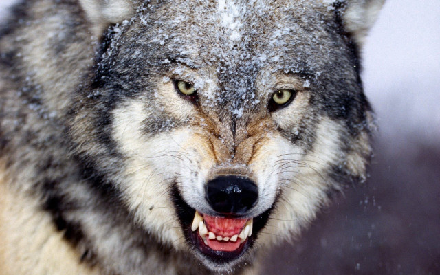 Wolf snow covered face open free wallpaper for desktop - medium preview image
