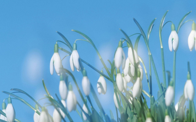 White flowers green stems blue free wallpaper for desktop - medium preview image