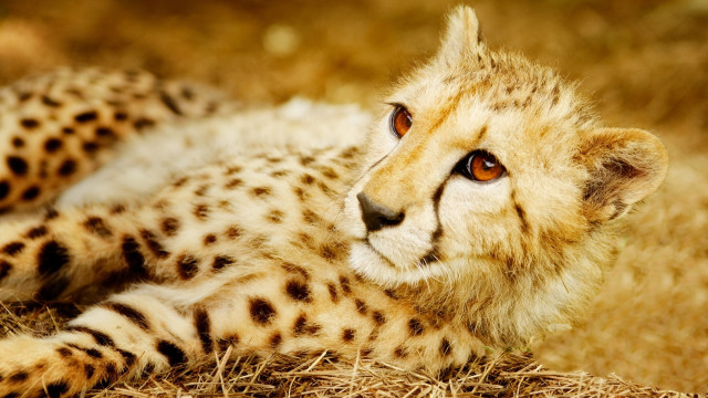 Cheetah sad lying in grass free wallpaper for desktop - medium preview image