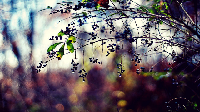Branch berries forest leaves sky free wallpaper for desktop - medium preview image