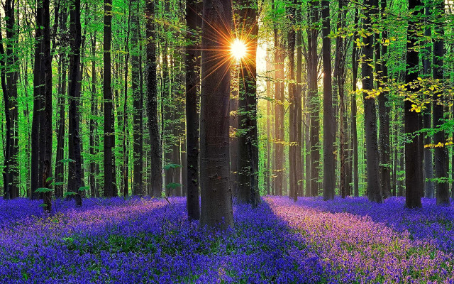 Purple forest flower trees sunlight free wallpaper for desktop - medium preview image