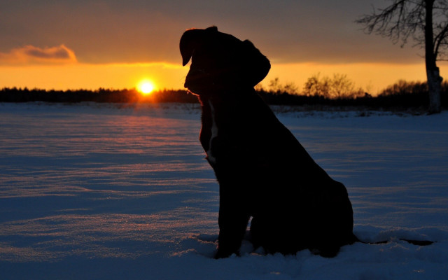 Dog snow sunset backlit silhouette free wallpaper for desktop - medium preview image