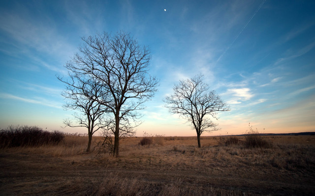 Bare trees beach sky mountains free wallpaper for desktop - medium preview image