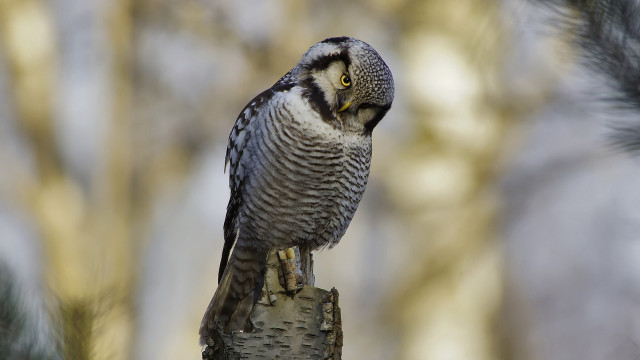 Bird perched forest background jigsaw free wallpaper for desktop - medium preview image