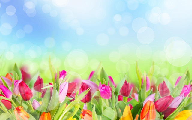 Colorful tulips blue sky bokeh free wallpaper for desktop - medium preview image