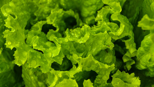 Green leafy plant macro nature free wallpaper for desktop - medium preview image