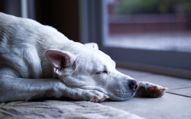 White dog laying by window free wallpaper for desktop - medium preview image