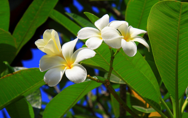 White flowers blooming green leaves free wallpaper for desktop - medium preview image