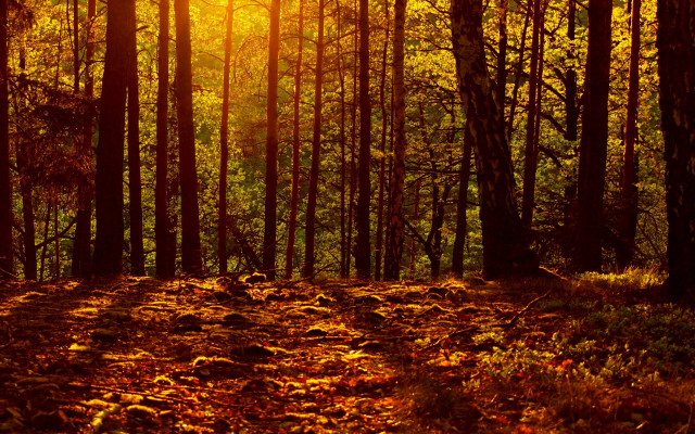 Forest sunshine leaves matte painting free wallpaper for desktop - medium preview image