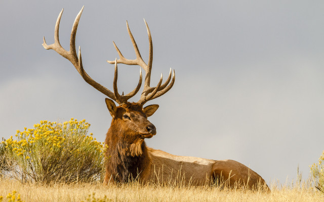 Elk laying tall grass flowers free wallpaper for desktop - medium preview image