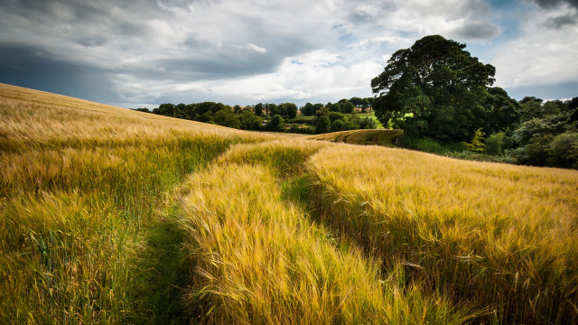 Field path cloudy sky nature free wallpaper for desktop - medium preview image