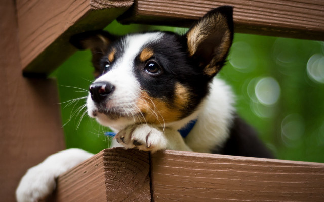 Dog over fence cute blurry free wallpaper for desktop - medium preview image