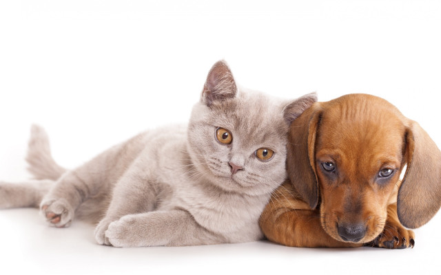 Cat dog animal group white free wallpaper for desktop - medium preview image