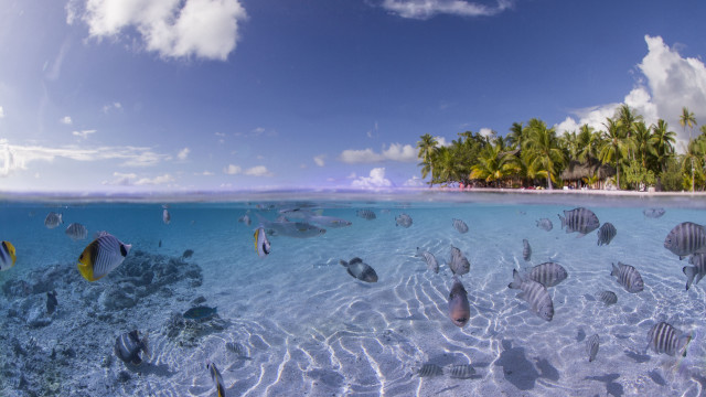 Fish lagoon beach palm sky free wallpaper for desktop - medium preview image