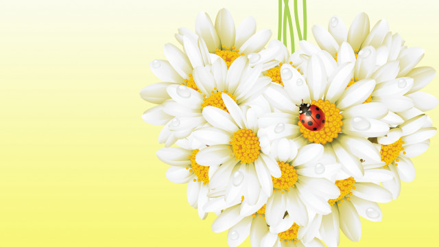 Ladybug white flower yellow background free wallpaper for desktop - medium preview image