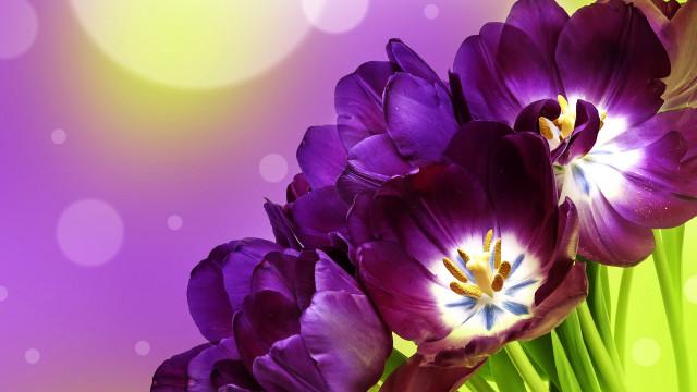 Purple flowers green blurry light free wallpaper for desktop - medium preview image
