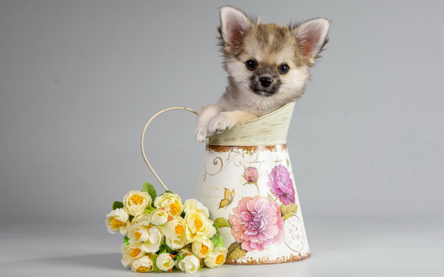 Small dog vase flowers basket free wallpaper for desktop - medium preview image