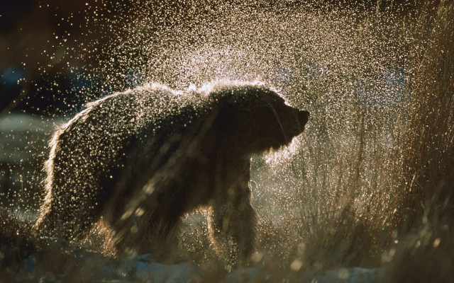 Bear sprinkled water wild aurora free wallpaper for desktop - medium preview image
