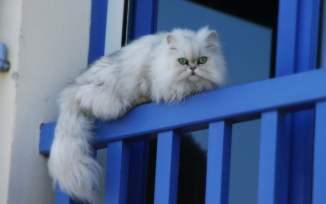 White cat blue sill green free wallpaper for desktop - medium preview image