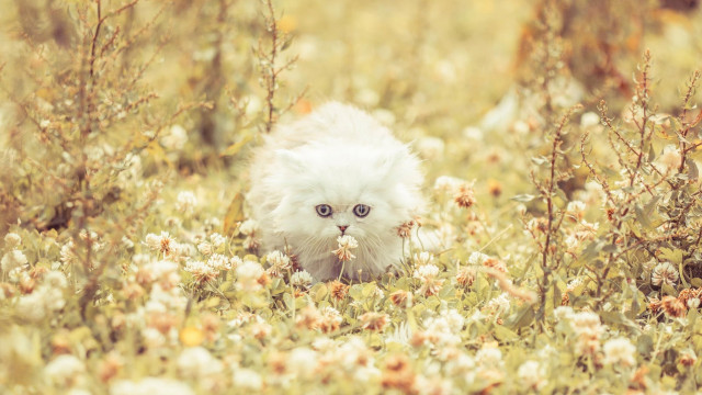 White cat walking flower field free wallpaper for desktop - medium preview image
