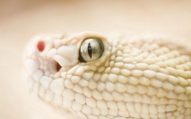White snake head black eye free wallpaper for desktop - medium preview image
