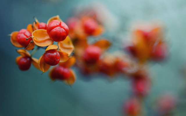 Berries branch leaves macro blur free wallpaper for desktop - medium preview image