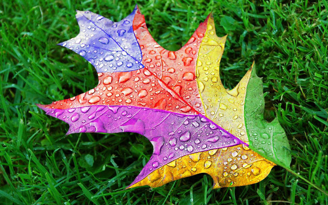 Leaf water drops grass sunny free wallpaper for desktop - medium preview image