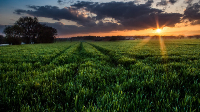Sunset field clouds grass horizon free wallpaper for desktop - medium preview image
