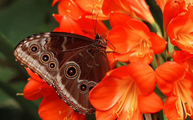 Butterfly flower orange background green free wallpaper for desktop - medium preview image
