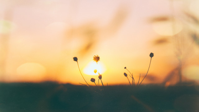Sunset flower field microscopic lens free wallpaper for desktop - medium preview image