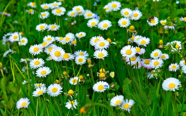 Field white yellow flowers green free wallpaper for desktop - medium preview image