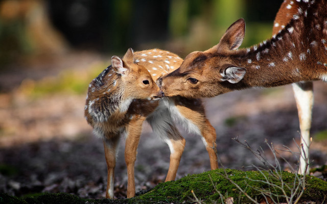 Deer fawns forest grass dirt free wallpaper for desktop - medium preview image