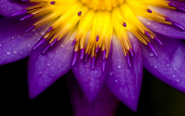 Purple flower water droplets macro #41 free wallpaper for desktop - medium preview image