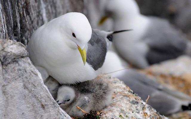 Seagull nest tree trunk birds free wallpaper for desktop - medium preview image