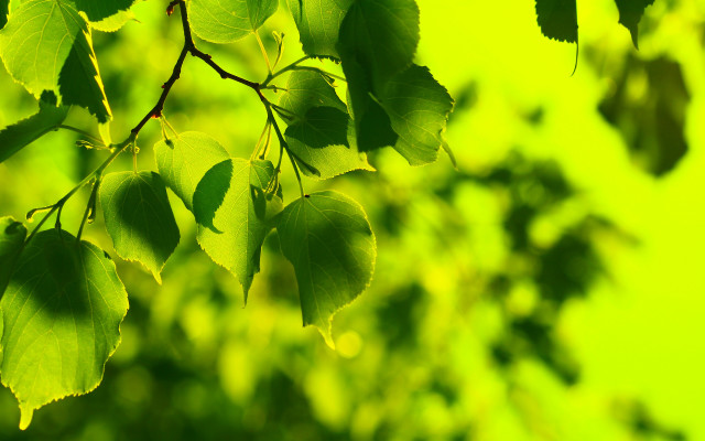 Leafy branch green bokeh nature free wallpaper for desktop - medium preview image