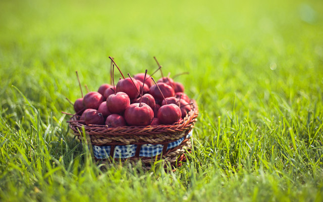 Basket apples sunny day blurry free wallpaper for desktop - medium preview image