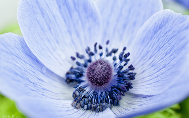 Blue flower macro nature planet free wallpaper for desktop - medium preview image