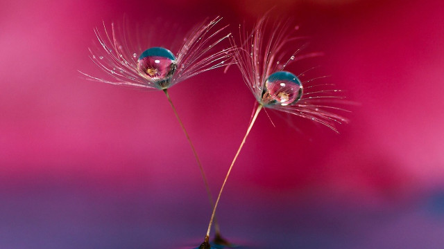 Dandelion water droplets pink background free wallpaper for desktop - medium preview image